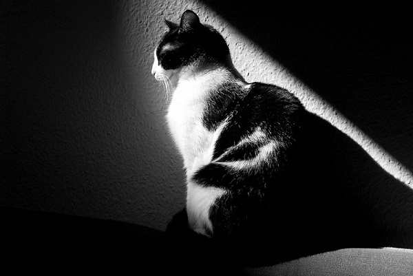 czarno- biały kot
