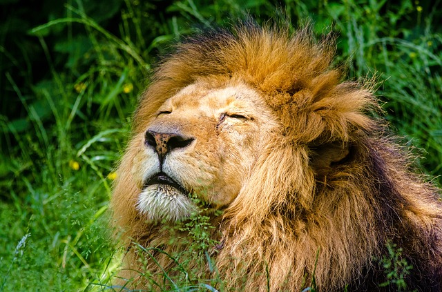 odpoczywający lew