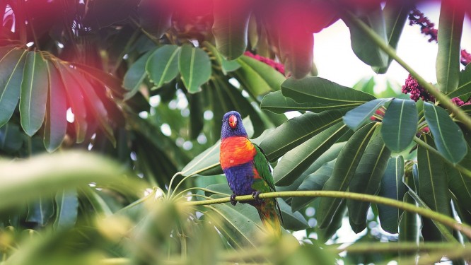 papuga w palmiarni