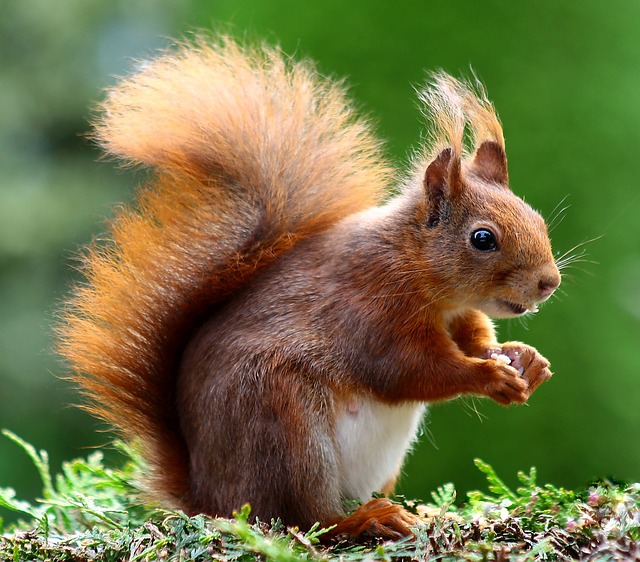 ruda wiewiórka